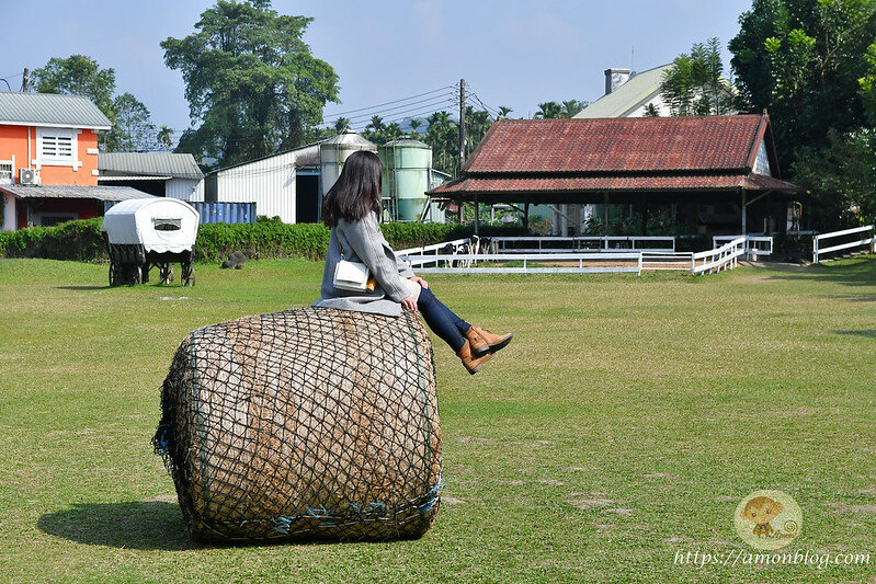 嘉義一日遊|嘉義阿里山景點懶人包,落羽松秘境、親子同樂牧場、阿里山無菜單料理就看這篇