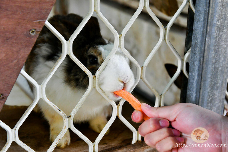 嘉義一日遊|嘉義阿里山景點懶人包,落羽松秘境、親子同樂牧場、阿里山無菜單料理就看這篇