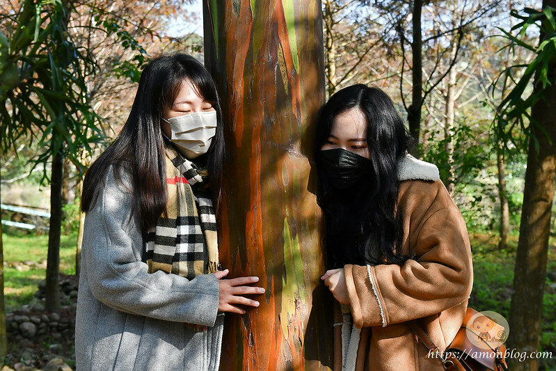 嘉義一日遊|嘉義阿里山景點懶人包,落羽松秘境、親子同樂牧場、阿里山無菜單料理就看這篇