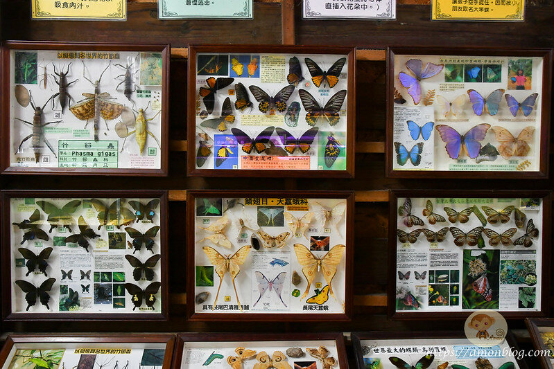 嘉義一日遊|嘉義阿里山景點懶人包,落羽松秘境、親子同樂牧場、阿里山無菜單料理就看這篇