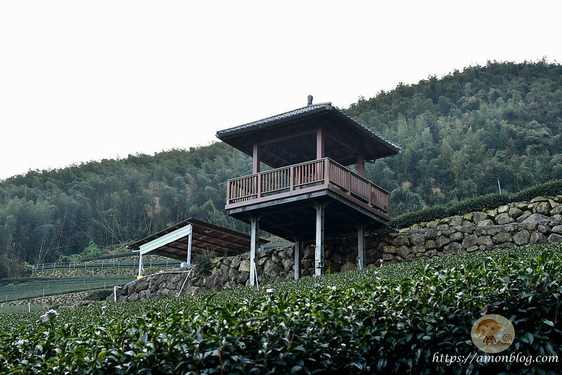 嘉義一日遊|嘉義阿里山景點懶人包,落羽松秘境、親子同樂牧場、阿里山無菜單料理就看這篇