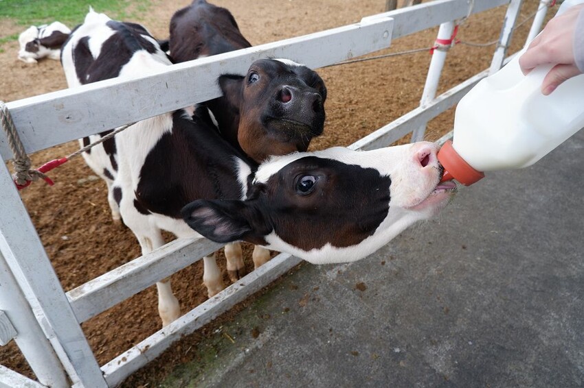 嘉義親子景點推薦!綠盈牧場X養牛人家餵小牛體驗、早午餐一次滿足。