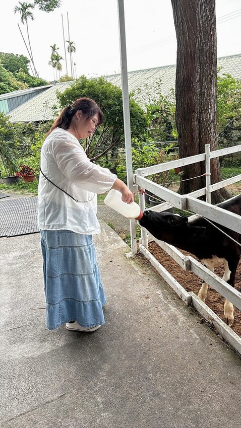 嘉義親子景點推薦!綠盈牧場X養牛人家餵小牛體驗、早午餐一次滿足。