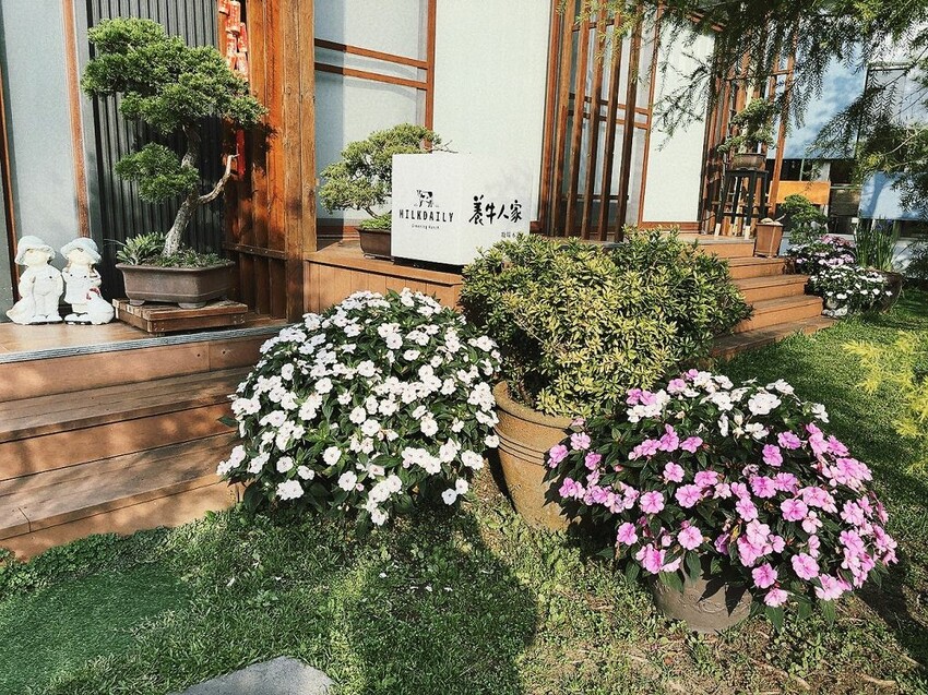 嘉義親子景點推薦!綠盈牧場X養牛人家餵小牛體驗、早午餐一次滿足。