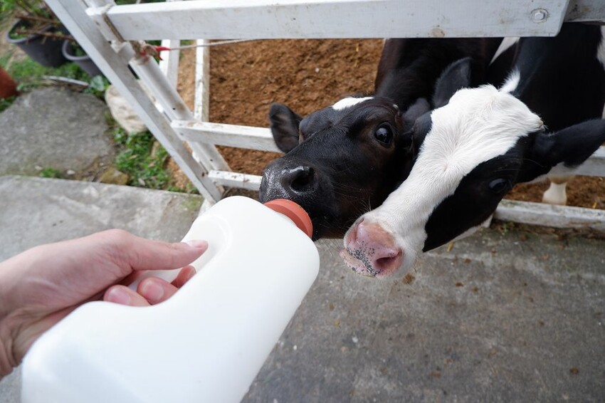 嘉義親子景點推薦!綠盈牧場X養牛人家餵小牛體驗、早午餐一次滿足。
