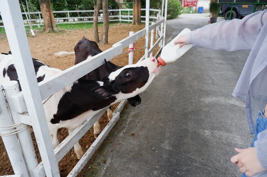 嘉義親子景點推薦!綠盈牧場X養牛人家餵小牛體驗、早午餐一次滿足。