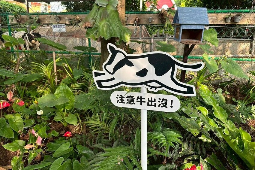 嘉義親子景點推薦!綠盈牧場X養牛人家餵小牛體驗、早午餐一次滿足。