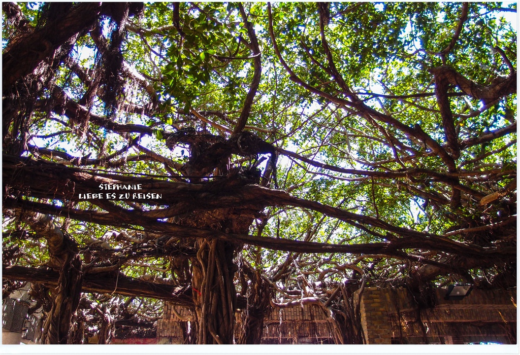 P6018832.jpg P6018832.jpg