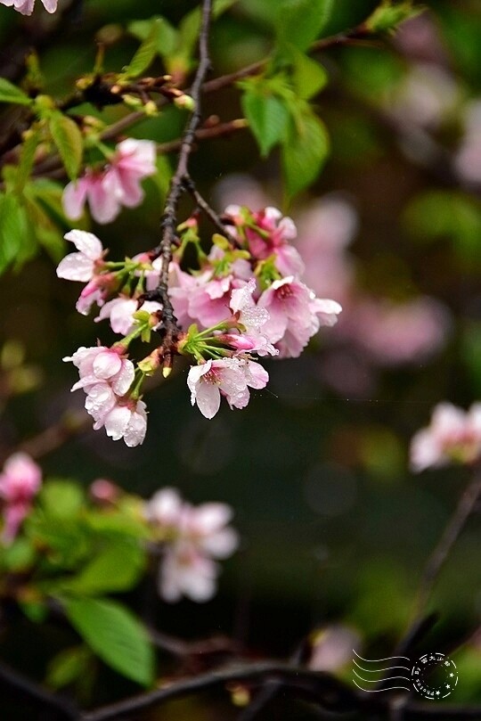 食養山房:吉野櫻