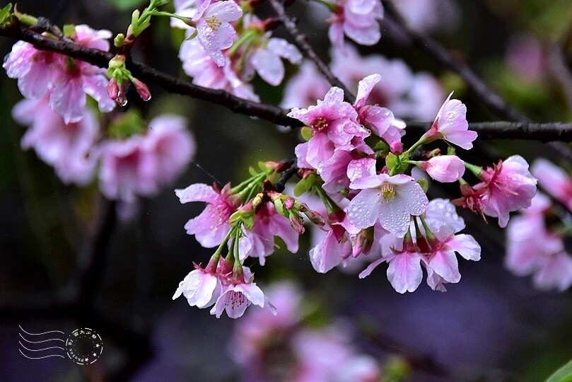 食養山房:吉野櫻