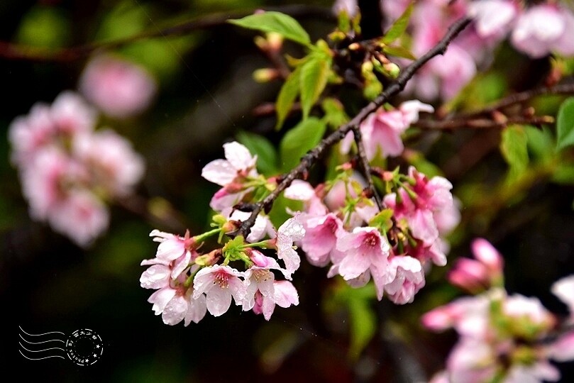 食養山房:吉野櫻