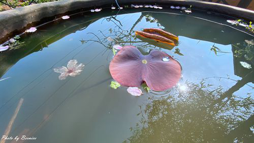 0325 東方寺11.jpg