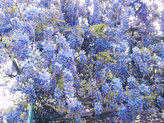 2018-03-25-08-37-08.jpg - 2018陽明山櫻花季