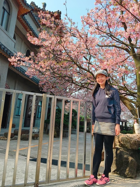 IMG_7797.JPG - 2018陽明山櫻花季