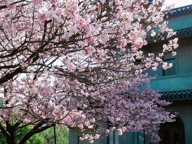 2018-03-25-08-57-49.jpg - 2018陽明山櫻花季