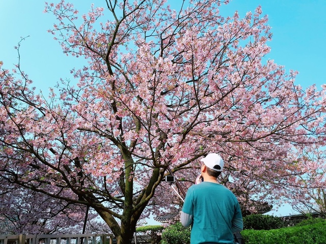 2018-03-25-08-53-40.jpg - 2018陽明山櫻花季