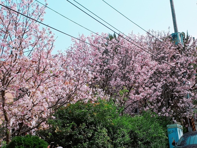 2018-03-25-08-47-49.jpg - 2018陽明山櫻花季