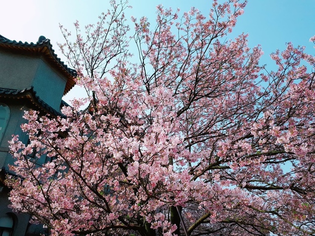 2018-03-25-08-52-12.jpg - 2018陽明山櫻花季