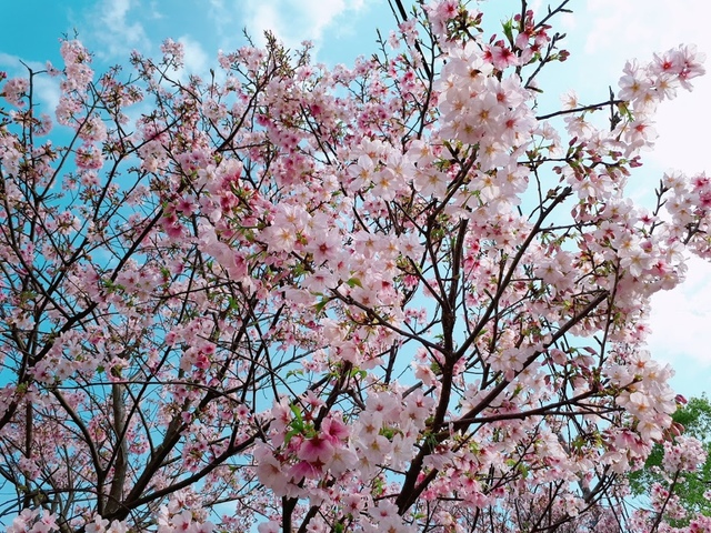 2018-03-25-08-39-03.jpg - 2018陽明山櫻花季