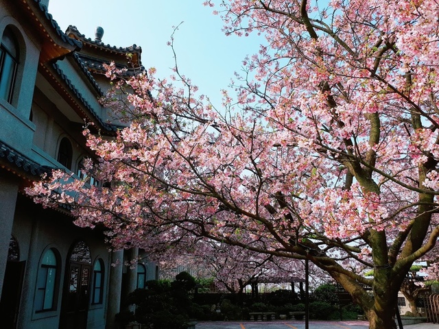 2018-03-25-08-52-30.jpg - 2018陽明山櫻花季