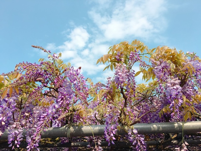 IMG_7768.JPG - 2018陽明山櫻花季