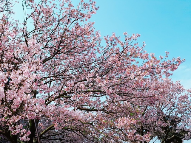 2018-03-25-08-52-15.jpg - 2018陽明山櫻花季