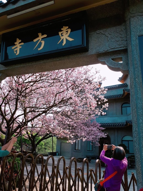 2018-03-25-08-59-30.jpg - 2018陽明山櫻花季