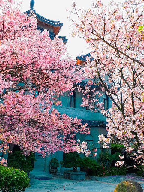 2018-03-25-08-56-14-EFFECTS.jpg - 2018陽明山櫻花季