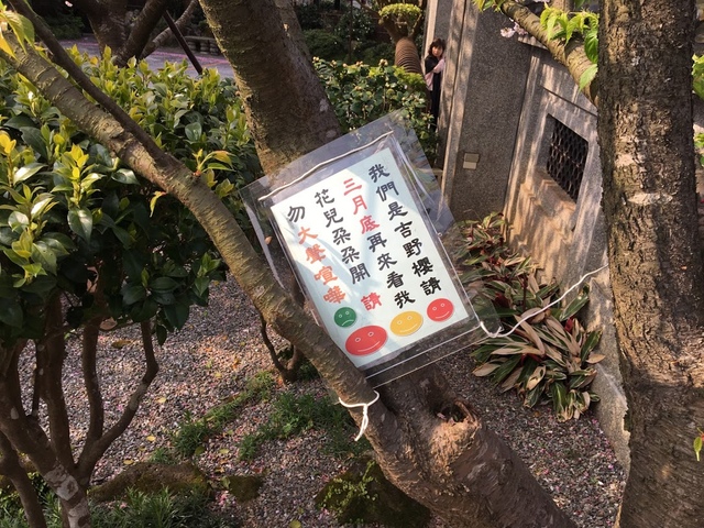 IMG_7779.JPG - 2018陽明山櫻花季