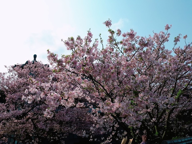 2018-03-25-09-00-40.jpg - 2018陽明山櫻花季