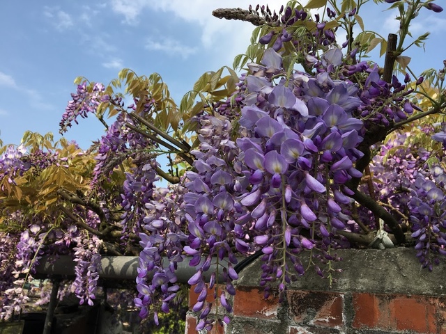 IMG_7731.JPG - 2018陽明山櫻花季