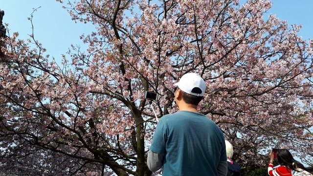 20180325_085328.jpg - 2018陽明山櫻花季
