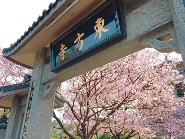 IMG_7816.JPG - 2018陽明山櫻花季