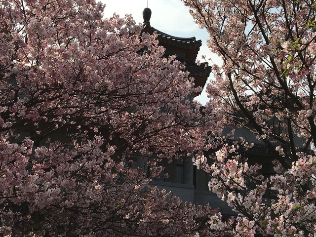 IMG_7781.JPG - 2018陽明山櫻花季