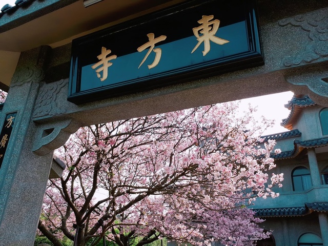 2018-03-25-08-57-43.jpg - 2018陽明山櫻花季