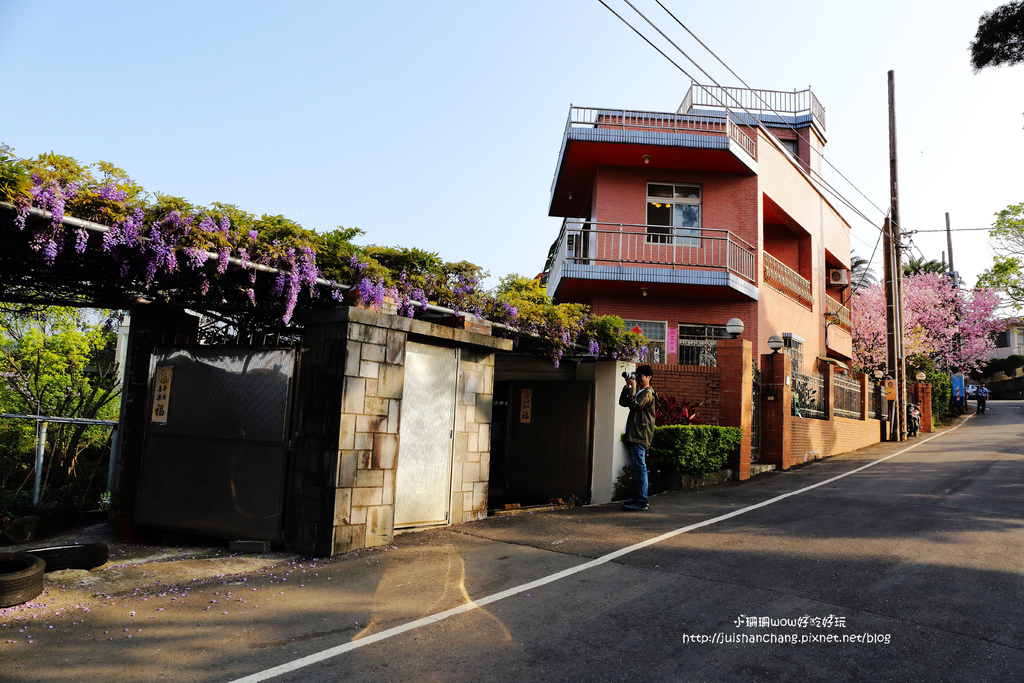【遊║台北陽明山】東方寺～「櫻」姿煥發！吉野櫻、紫藤花盛開中，把握最後賞櫻時機！（105.4.7花況）　