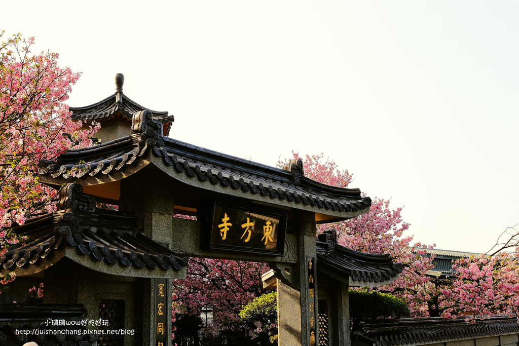 【遊║台北陽明山】東方寺～「櫻」姿煥發！吉野櫻、紫藤花盛開中，把握最後賞櫻時機！（105.4.7花況）　