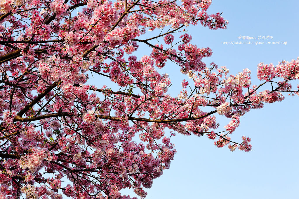 【遊║台北陽明山】東方寺～「櫻」姿煥發！吉野櫻、紫藤花盛開中，把握最後賞櫻時機！（105.4.7花況）　