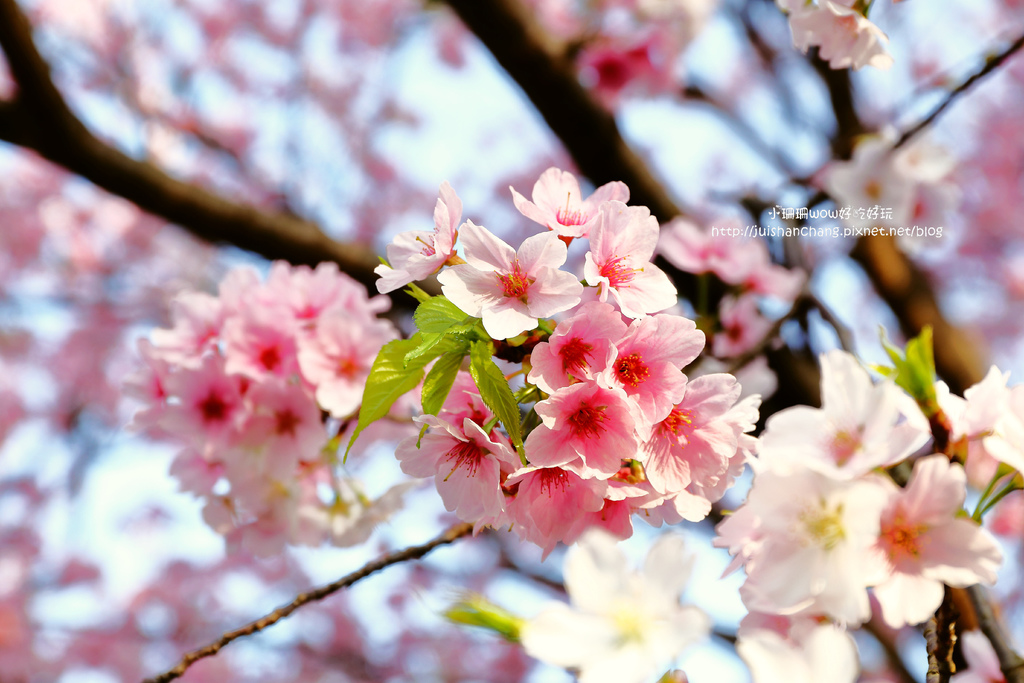 【遊║台北陽明山】東方寺～「櫻」姿煥發！吉野櫻、紫藤花盛開中，把握最後賞櫻時機！（105.4.7花況）　