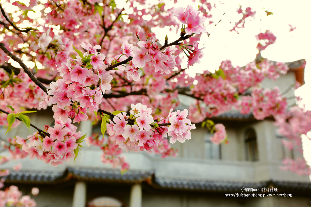 【遊║台北陽明山】東方寺～「櫻」姿煥發！吉野櫻、紫藤花盛開中，把握最後賞櫻時機！（105.4.7花況）　