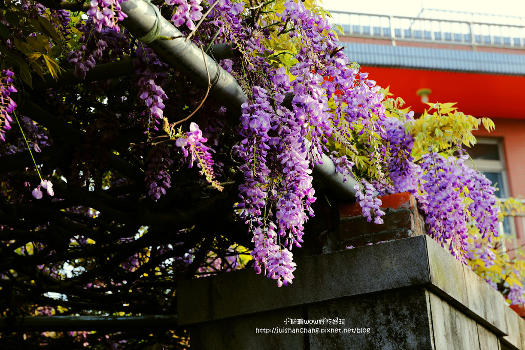 【遊║台北陽明山】東方寺～「櫻」姿煥發！吉野櫻、紫藤花盛開中，把握最後賞櫻時機！（105.4.7花況）　