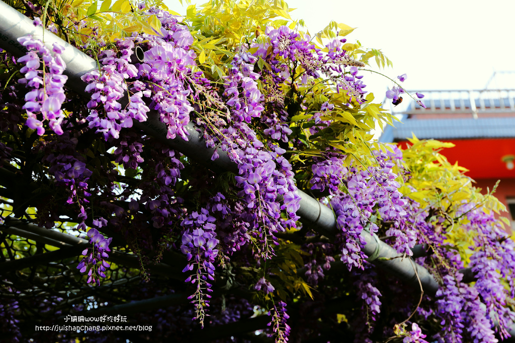 【遊║台北陽明山】東方寺～「櫻」姿煥發！吉野櫻、紫藤花盛開中，把握最後賞櫻時機！（105.4.7花況）　