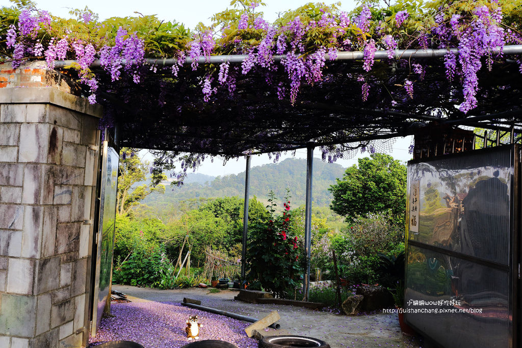 【遊║台北陽明山】東方寺～「櫻」姿煥發！吉野櫻、紫藤花盛開中，把握最後賞櫻時機！（105.4.7花況）　