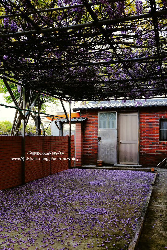 【遊║台北陽明山】東方寺～「櫻」姿煥發！吉野櫻、紫藤花盛開中，把握最後賞櫻時機！（105.4.7花況）　