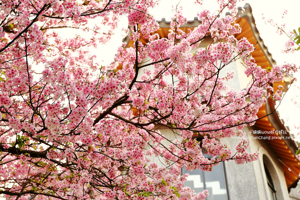 【遊║台北陽明山】東方寺～「櫻」姿煥發！吉野櫻、紫藤花盛開中，把握最後賞櫻時機！（105.4.7花況）　