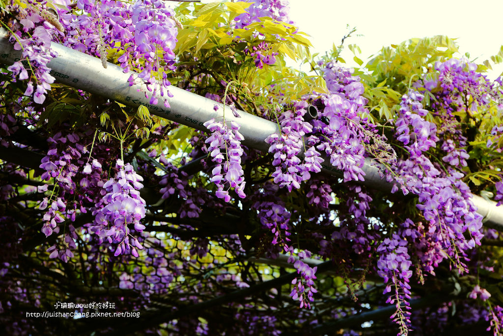 【遊║台北陽明山】東方寺～「櫻」姿煥發！吉野櫻、紫藤花盛開中，把握最後賞櫻時機！（105.4.7花況）　