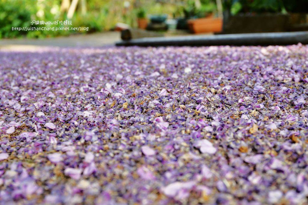 【遊║台北陽明山】東方寺～「櫻」姿煥發！吉野櫻、紫藤花盛開中，把握最後賞櫻時機！（105.4.7花況）　