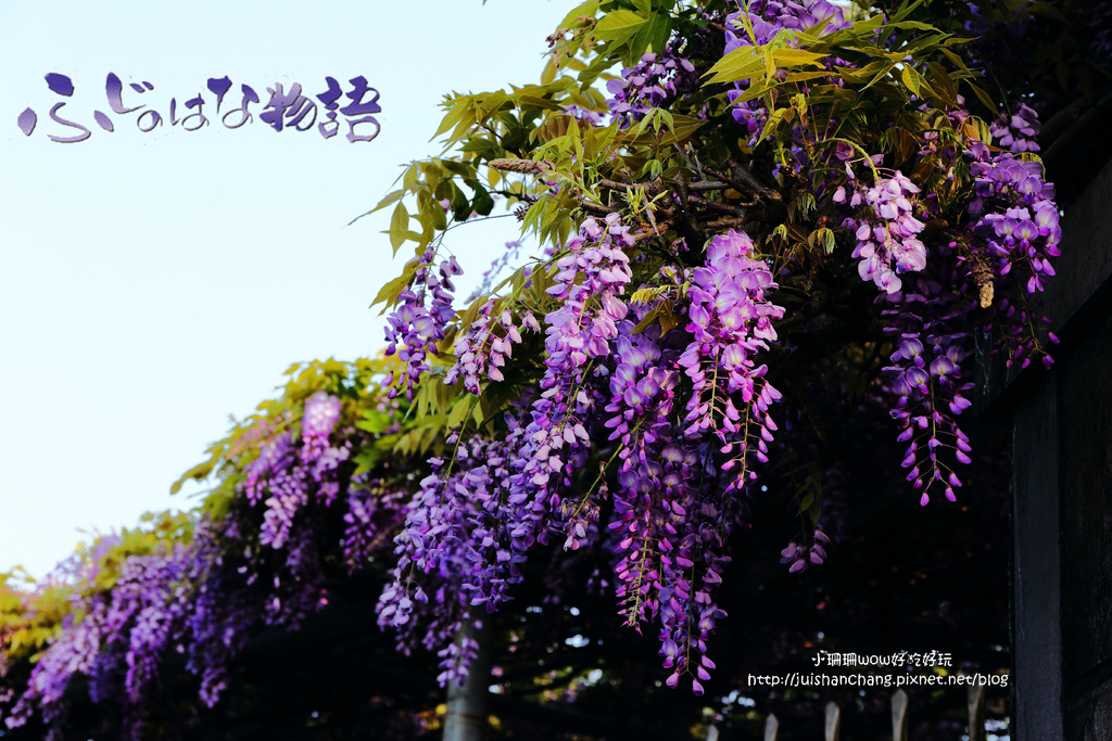 【遊║台北陽明山】東方寺～「櫻」姿煥發！吉野櫻、紫藤花盛開中，把握最後賞櫻時機！（105.4.7花況）　