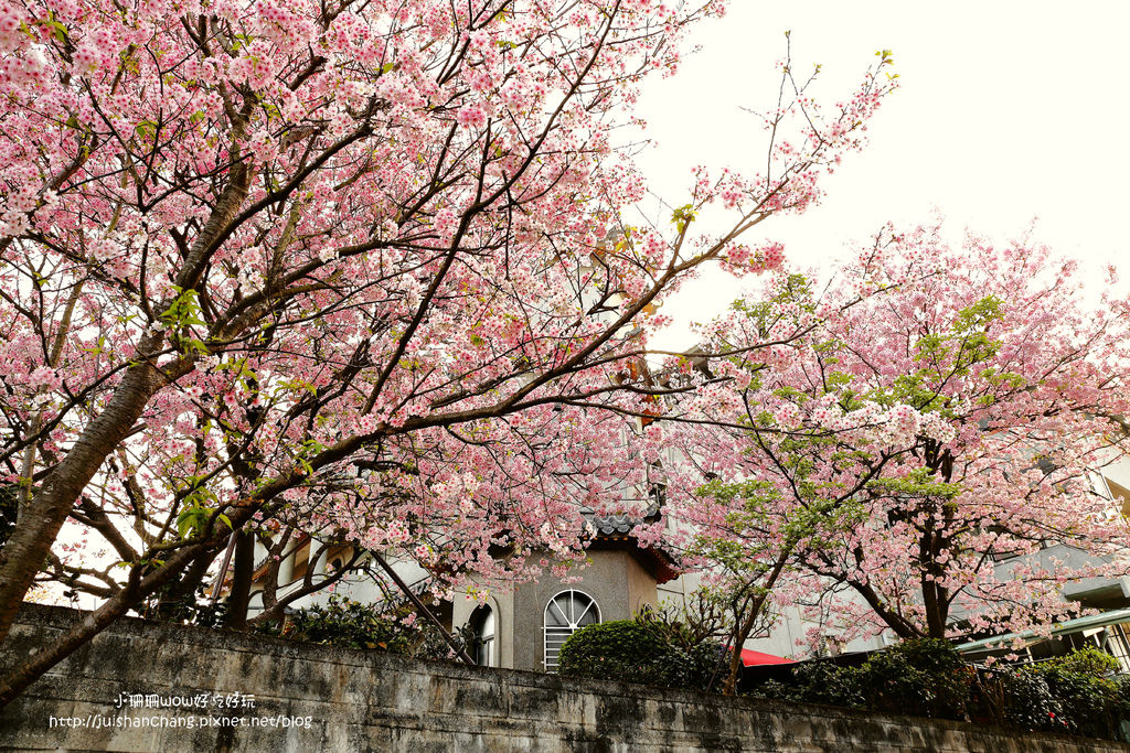 【遊║台北陽明山】東方寺～「櫻」姿煥發！吉野櫻、紫藤花盛開中，把握最後賞櫻時機！（105.4.7花況）　