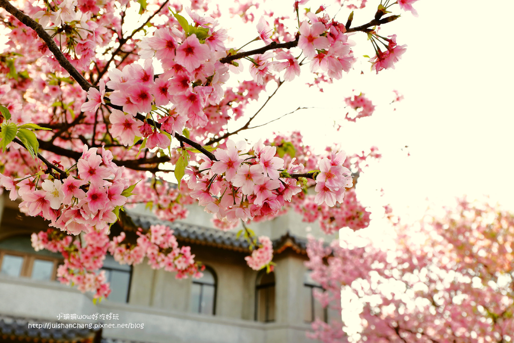 【遊║台北陽明山】東方寺～「櫻」姿煥發！吉野櫻、紫藤花盛開中，把握最後賞櫻時機！（105.4.7花況）　